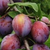 3 in 1 Combination Plum Tree