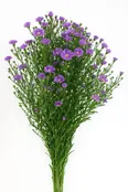 Aster Lavender (Premium)