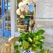 Blue and White Porcelain Grand Waterfall Orchid Arrangement