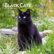Black Cats 2026 Mini Wall Calendar