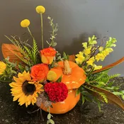 Designers Choice-Orange Pumpkin-