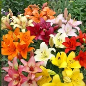 Beautiful Mixed Colored Lilies in a Vase