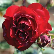 AC™ Navy Lady Potted Rose Bush