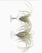 Air Plant Holder Terrarium Plant Set | No-Maintenance