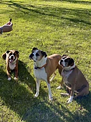 PUPscription-Chef's Choice — Treats De Cuisine