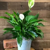 Peace Lily - Metal Pot