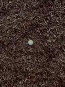 Chocolate Mulch