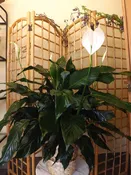 8-inch Peace Lilies