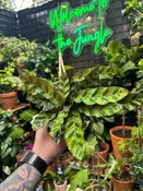 Xerographica