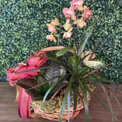 Mixed plant basket