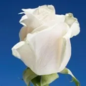 Wrapped/Bulk White Roses