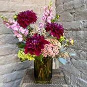 Dahlia Nouveau