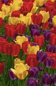 Purdy® Premium Tulip Blend (100 Pack) | Colorblends® Exclusive — Burnside Farms