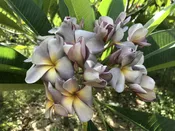 Angel Mist