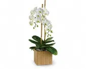 TELEFLORA'S OPULENT ORCHID