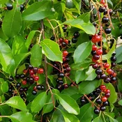 Black Cherry
