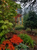 Acer japonicum 'Fairy Lights', Japanese Maple