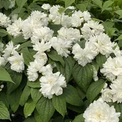 Illuminati Spice® Mock Orange (Philadelphus)