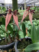 Bulbophyllum  ?????  Blooming Size in 4 inch basket..Most have bloomed before (no spikes right now)