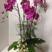 Orchids #1