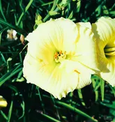Sugar Cookie — Hillsdale Lily Garden