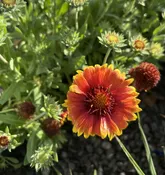 Blanket Flower-Gaillardia (1 GAL)