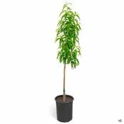 Babcock Peach (Prunus persica)