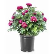 Peony - Garden Candy® Evie Jane Itoh