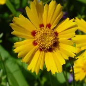 Baby Sun Coreopsis