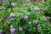 Amethyst Falls Amer. Wisteria