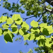 Acer pensylvanicum Seedling / Tubeling NS