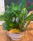 DISH GARDEN OF PLANTS