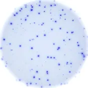 Ferret Igλ Single-Color ELISPOT
