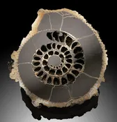 10" Pyritized Ammonite Half (with stand)