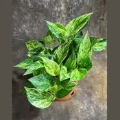 Marble Queen Pothos 6” Nursery Pot - Variegated Vining indoor Plant - Easy-Care Low Light Shelf, Table, Office Gift Plant with Pot