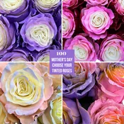 100 Mix and Match Tinted Roses - Mother's Day Wholesale