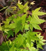 Acer palmatum 'Tsukasa Silhouette' ~ Tsukasa Japanese Maple