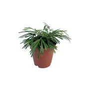Actiniopteris australis (Eyelash Fern)