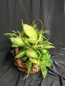 Dish Garden — Larkspur & Rose - Caribou, Maine Florist