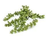 Artificial Succulent