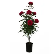Rose - Showpiece® Lipstick
