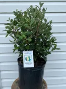 3 Gallon Pineapple Guava