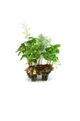 Cell Plants - Mini Terrarium