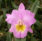 Bc. Hawaiian Agenda 'Florida Winter' AM/AOS