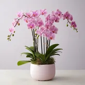 Lover's Orchid