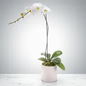 Single Stem Orchid by BloomNation™