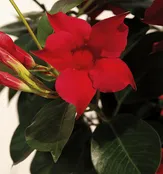 Sun Parasol ® Mandevilla Crimson Original