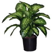 10″ Dieffenbachia Tropic Snow
