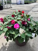 10" Impatiens Double Glimmer