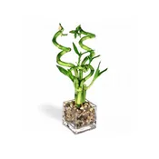 Lucky Bamboo
